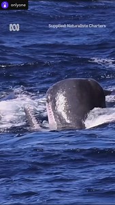 Posted • @onlyone Animals have evolved and learned the craziest techniques for survival. ⁠ This one is no exception.⁠ ⁠ From @abcperth: “Observers watched on in amazement as sperm whales off WA’s southern coast successfully defended themselves from a pod of attacking killer whales by defecating at will, creating a “cloud of diarrhea” for a… different kind of smoke bomb. ⁠ ⁠ 📝 Peter Barr via ABC Great Southern⁠ 🎬 Anthony Pancia | American Cetacean Society - San Francisco Bay Chapter