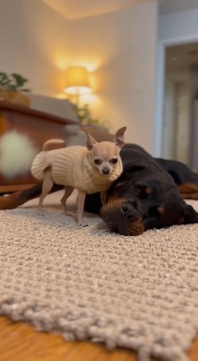 266K views · 4.9K reactions | Chihuahua drops the bomb then pretends to sleep. #DogPranks #ChihuahuaAttitude #PetsOfTikTok | Wild Animal | Facebook