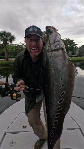 ALIEN FISH! #knifefish #exoticfishes #southflorida