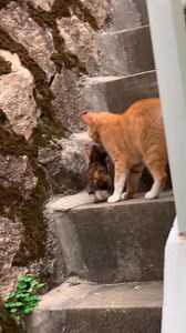 A mother cat gently teaches her kitten to climb the stairs, proving a mother is a child’s first teacher. | Charming Tails