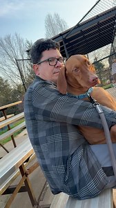 177K views · 4.1K reactions | Do you want to know what it’s like to own a vizsla? #vizsla | Dr. Betsy Grunch - Ladyspinedoc | Facebook