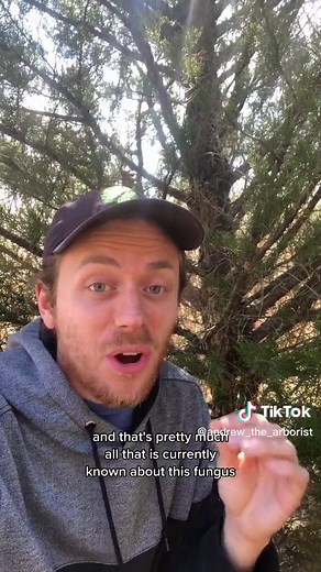 Discovering Dendrothele Nivosa: A Closer Look at Tree-Associated Fungi