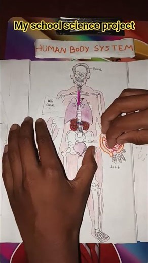 human body system science project in 2026 of the full organism drawing