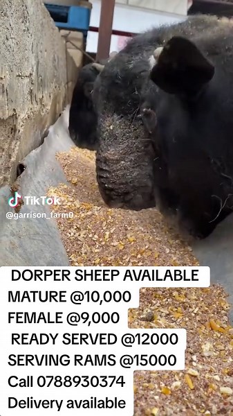 Dorper Sheep for Sale - Prices Starting at 9,000