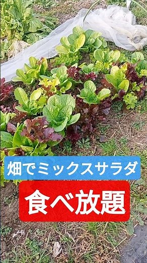 12月に入りミックスサラダ好調 #家庭菜園 #サラダ