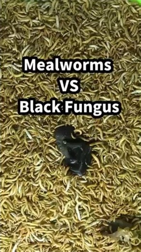 Mealworms Siege Black Fungus! Satisfying Micro Feast ASMR Time Lapse