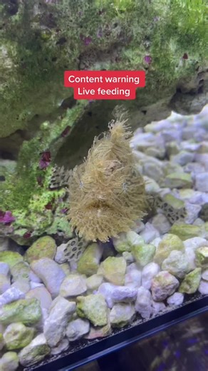 Tadpole's Special Dinner | Flared Gills Feeding Frenzy!