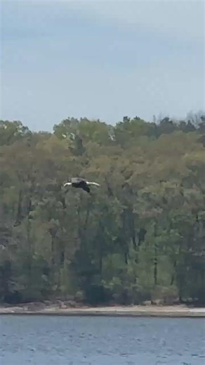 Eagle hunting a fish #eagle #wildlife #nature #birds