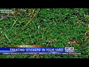 Treating "stickers" in your yard before they become a problem