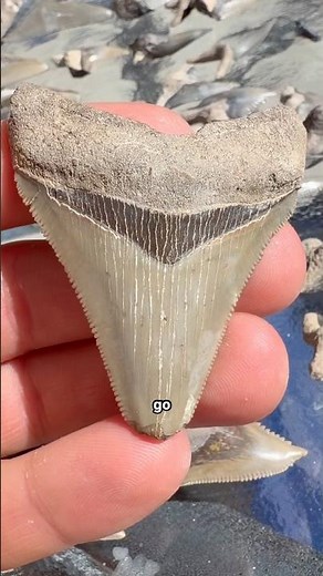 Megalodon shark tooth fossil I found in an exposed marine fossil layer & ancient ocean floor! #wow