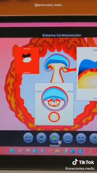 Páginas interactivas para estudiar embriología