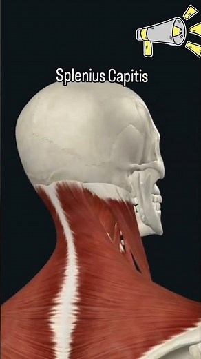 Understanding the Splenius Capitis Muscle#bodyanatomy #3danimation #science #anatomy #anatomytuition