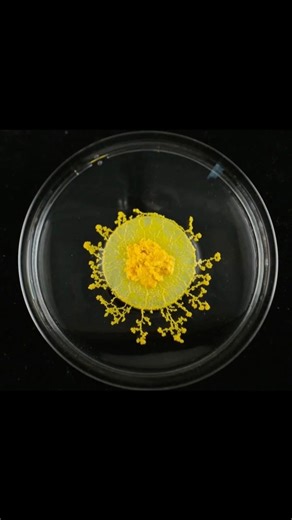 Slime Mold’s clever strategy