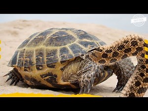This Is How Turtles Defend Themselves Against Snakes