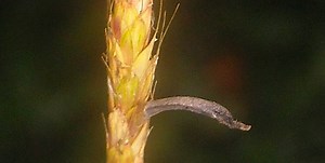 Toxic fungus infiltrated human food disguised as part of rye grain