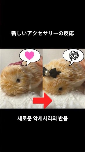 モフリンの新しいリボンへの反応 모플린의 새로운 리본에 대한 반응
