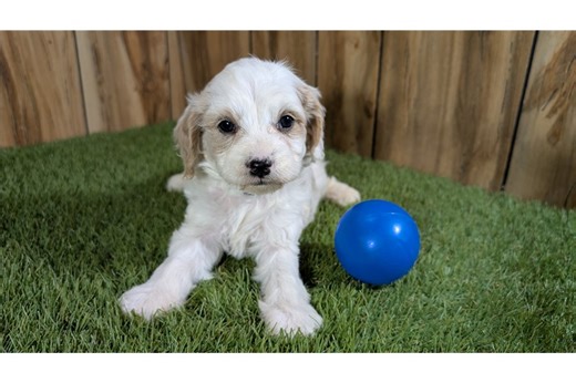 Ivan - Cavapoo Puppy 8E18FD