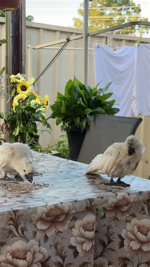 Australian Parakeets: The Perfect Pet for Bird Lovers