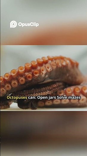 Octopus Intelligence | Smarter Than Mammals