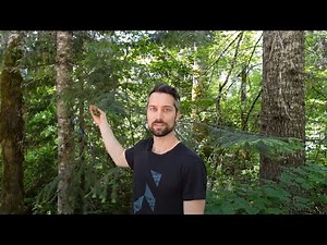 Plant ID: grand fir (Abies grandis)