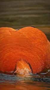 So beautiful duck 🦆 | Nature And Wildlife