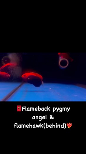 🧧Flameback pygmy angel & flamehawk(behind)❤️‍🔥 | Iwarna Aquafarm