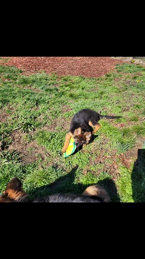 Indiana German Shepherds on Reels