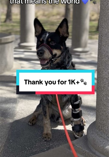 Truly, thank you for being here 🥹🐾💙 It’s a joy getting to share my special needs pup, Blue, with you. It’s been a journey for us with all his health issues so the fact that over 1000 of you would care enough to stick around means the absolute world to us! 🥹💙 #dogsoftiktok #specialneedsdog #cattledog #happydog #doginfluencer