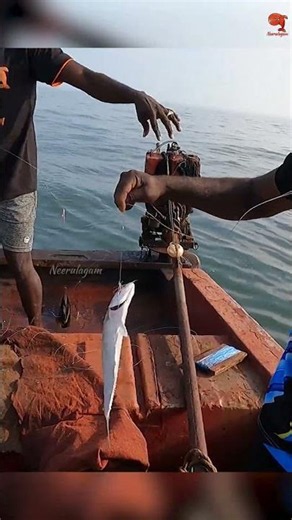 Back to back Queen Fish hooked with fishing Sabiki as bait! #fishing #fishingvideo #fishingtime