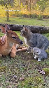 A Cat Family Approached a Deer and This Happened #cat #deer #kitten #animalfriends | UntoldHeavy Stories