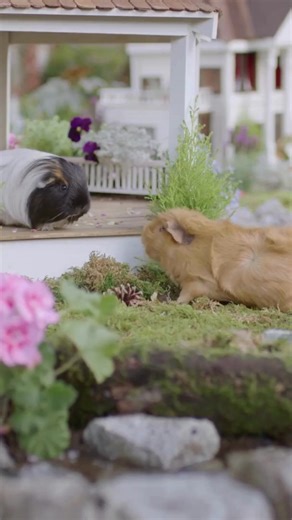 1.8K views | The cutest new residents just moved to Yippee!  Welcome to HAPPY PLACE! Join an adorable crew of guinea pigs as they practice manners and learn about friendship. It's wholesome fun that your little ones will love! ✨ Watch Happy Place today! #KidsEntertainment #WholesomeKids #FamilyFun #Yippee | Yippee Kids TV | Facebook