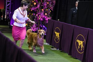 Where to Watch Westminster Dog Show 2021