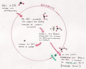 transport-of-o2-co2