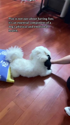 Baby Lucho's Playtime: Joyful Moments with a Maltipoo