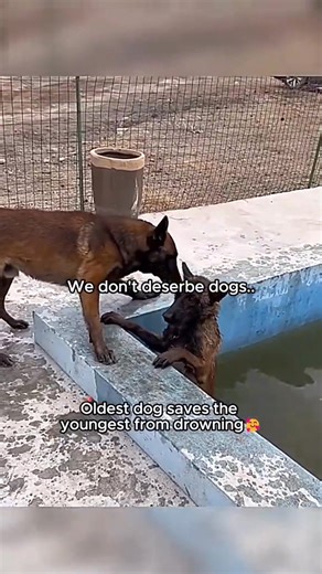 12 reactions | Adorable Dogs: Wholesome Moments of Puppy Love | I Love Dogs | Facebook