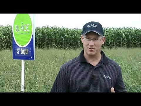 Switchgrass Seed - Planting Depth