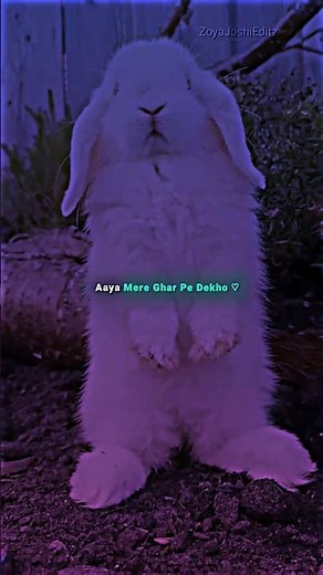 Golu Molu Cute Potato 🥔💖 | Cute Lyrics Video ✨ | Aesthetic Status | 4K Full Screen |#lyrics#trending