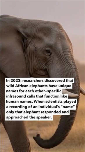 Wild African elephants have unique names