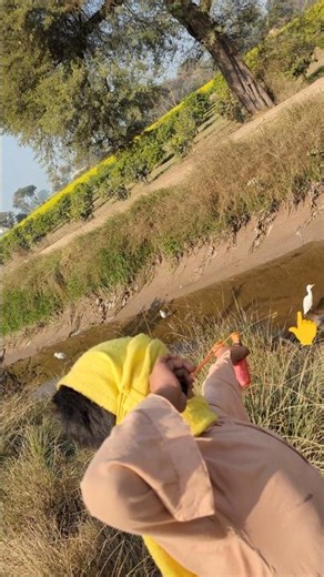 do you hunt with handmade Slingshot #birds hunting #trending #cattle egrat hunt