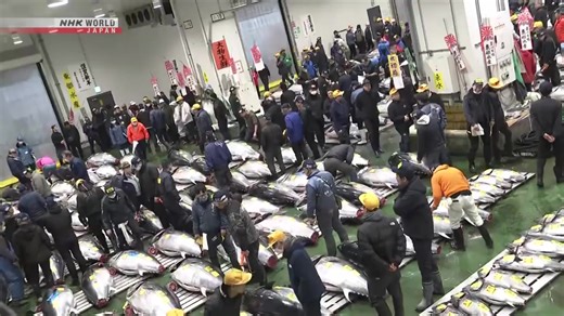 【视频】丰洲市场竞拍 蓝鳍金枪鱼5.1亿日元创新高 https://www3.nhk.or.jp/nhkworld/zh/news/programs/special/202601071914/ 位于东京都江东区的丰洲市场1月5日早上举行了例行的年初首场竞拍活动。一条从青森县大间町港口运上岸的蓝鳍金枪鱼以5亿1030万日元落拍，创下了有可比数据的1999年以来的历史纪录。 | NHK WORLD-JAPAN Chinese