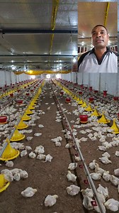 EC Poultry Farm Management on Winter season and space management by Poultry zone | Poultry zone