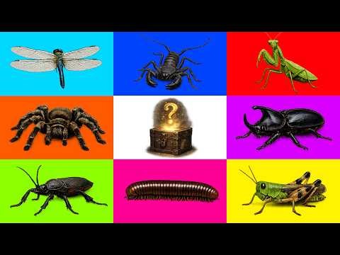 Insect: Whip Scorpion, Millipede, Dragonfly, Grasshopper, Spider, Mantis, Mouse, Footed Bugs, Beetle