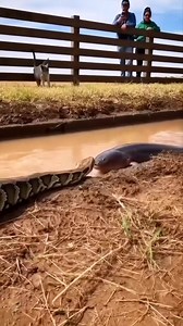 Python vs electric eel 😯🐍😯 | Riteek Kashyap