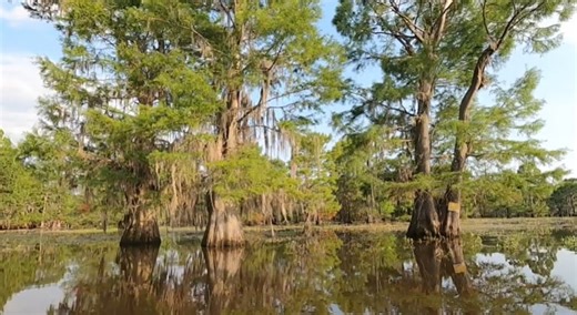 Heart of Louisiana: Lake Bistineau State Park