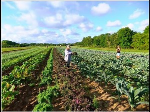 Fully Organic Farming in Dubai !! Visit Dubai 2018