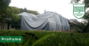 Woodborer Fumigation and Spot Treatment - Service Master