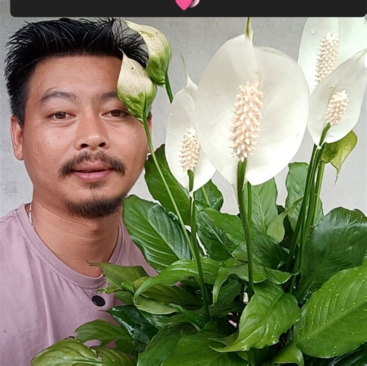 Azalea plant propagation in easy way 🌱 . . . #azalea #gardening #garden #plants #reels #trendingreel #trendingreelsvideo | Gardening Ideas