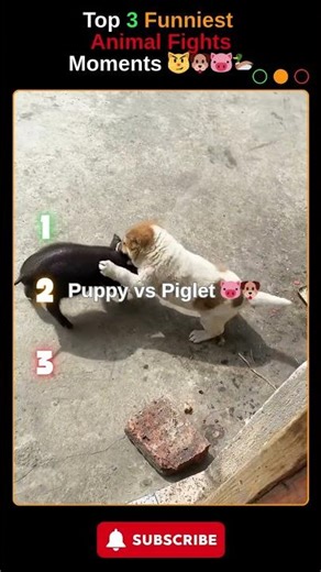 Top 3 Funniest Animals Fights Moments (Who Wins the CUTEST Fight?!")