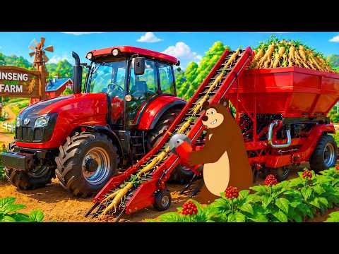 Farm Works: From Planting to Harvest Ginseng 🌱🚜 | Real Farm Animation