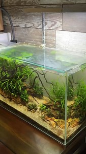 10G Rimless Planted Tank Glow-Up! ✨ #PlantedTank #Aquascape #10GallonTank #RimlessTank #AquariumMaintenance #WaterChangeDay #NanoTank #AquascapingLife #AquariumGlowUp #AquariumTherapy #SatisfyingReel #TankReset #NatureAquarium #Aquascaper #AquaInspo #AquariumVibes #TankGoals #AquascapeDaily #LowTechTank #AquariumLove #PlantTankVibes #NanoAquascape #CrystalClearTank #CleanTank #AquariumReel #AquascapingInspo #FreshwaterTank #PlantedAquarium #AquariumSetup #dakuaquatics | Daku Aquatics
